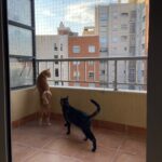 Segurcat valencia redes seguridad gatos balcón